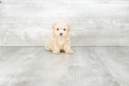 Hypoallergenic Maltepoo Poodle Mix Puppy