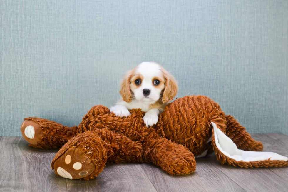 Akc Registered Cavalier King Charles Spaniel Purebred Pup