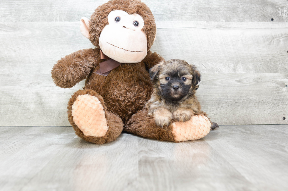 Teddy Bear Pup Being Cute