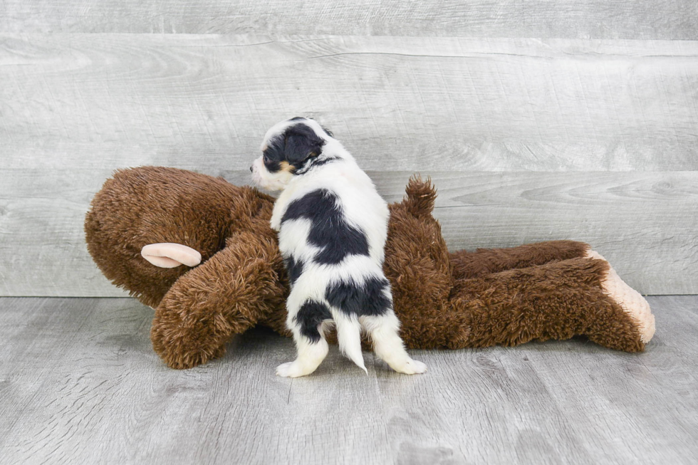 Sweet Mini Bernedoodle Baby