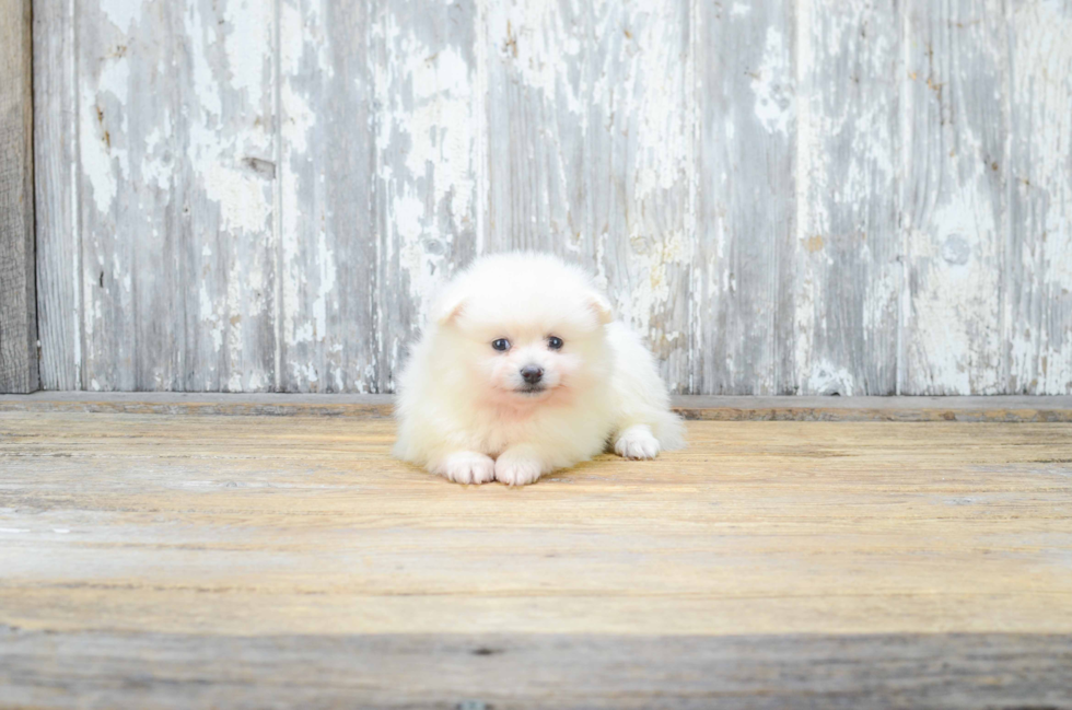 Little Pomeranian Purebred Pup