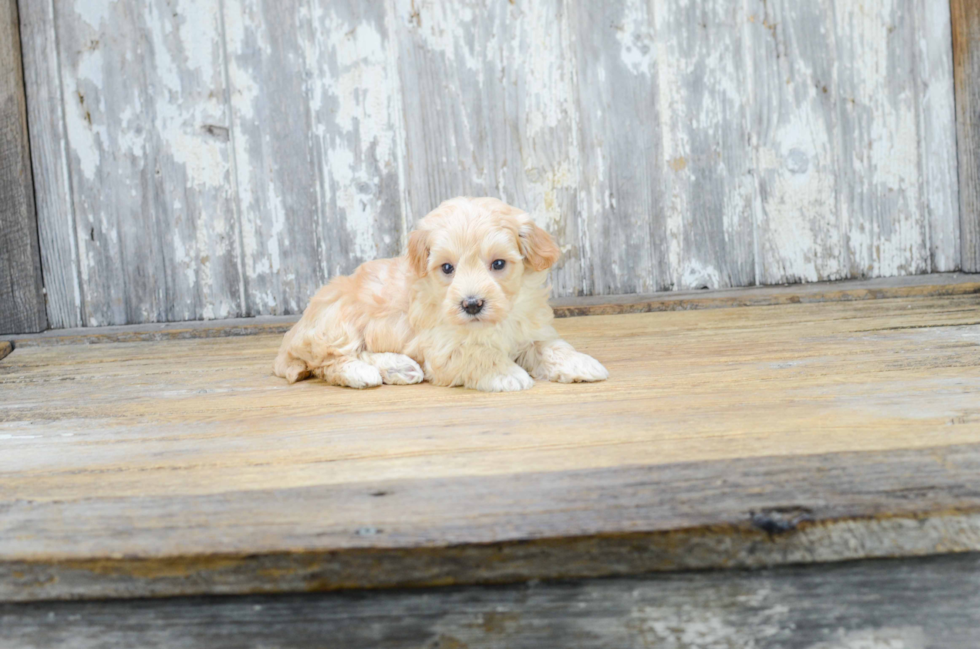 Maltipoo Pup Being Cute