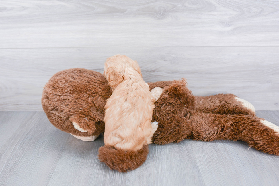 Smart Cavapoo Poodle Mix Pup