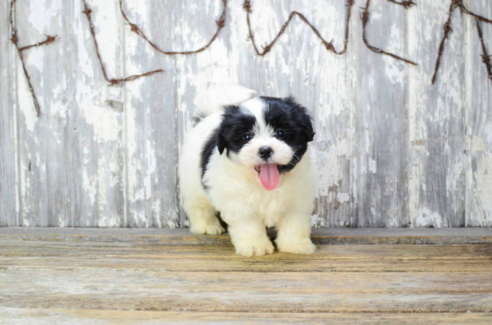 Teddy Bear Pup Being Cute