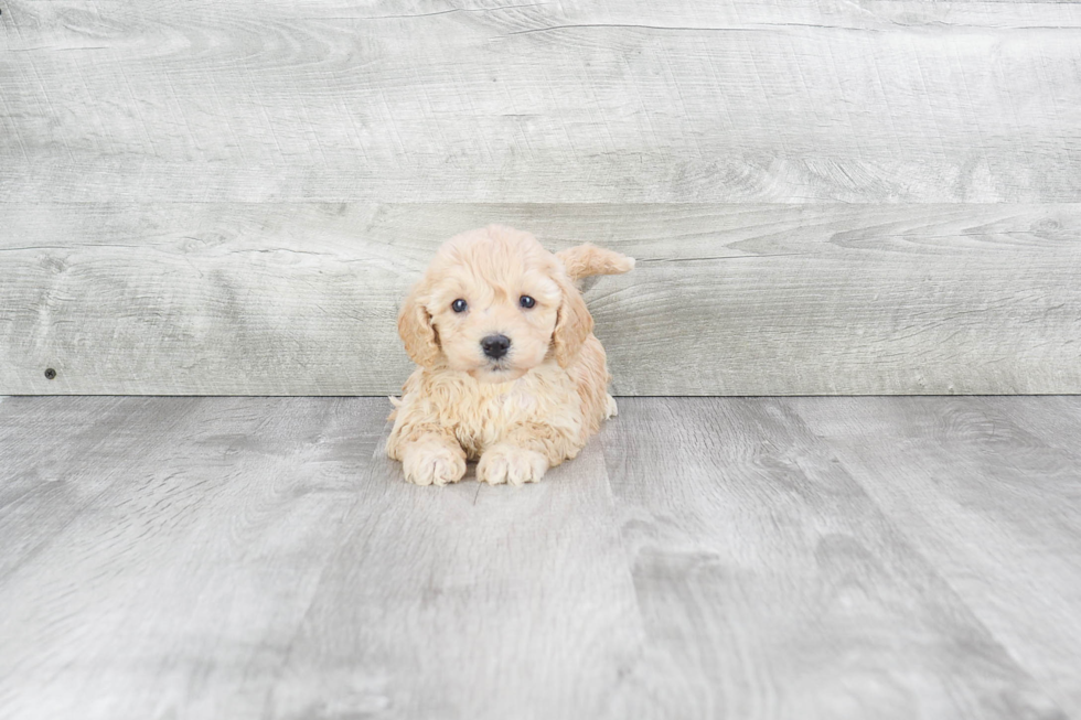 Hypoallergenic Cavoodle Poodle Mix Puppy