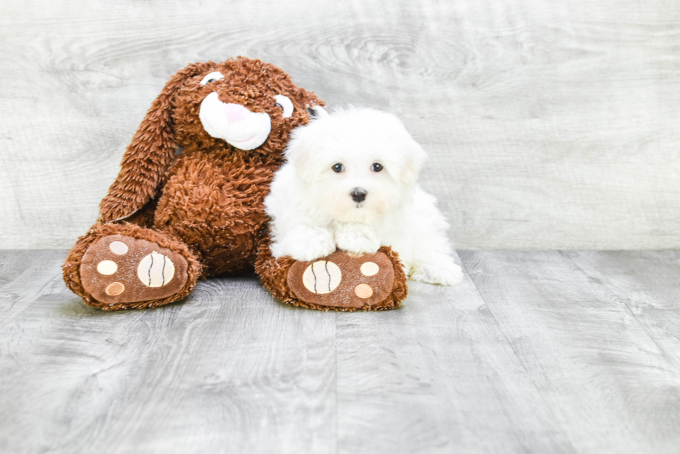 Smart Maltese Purebred Puppy