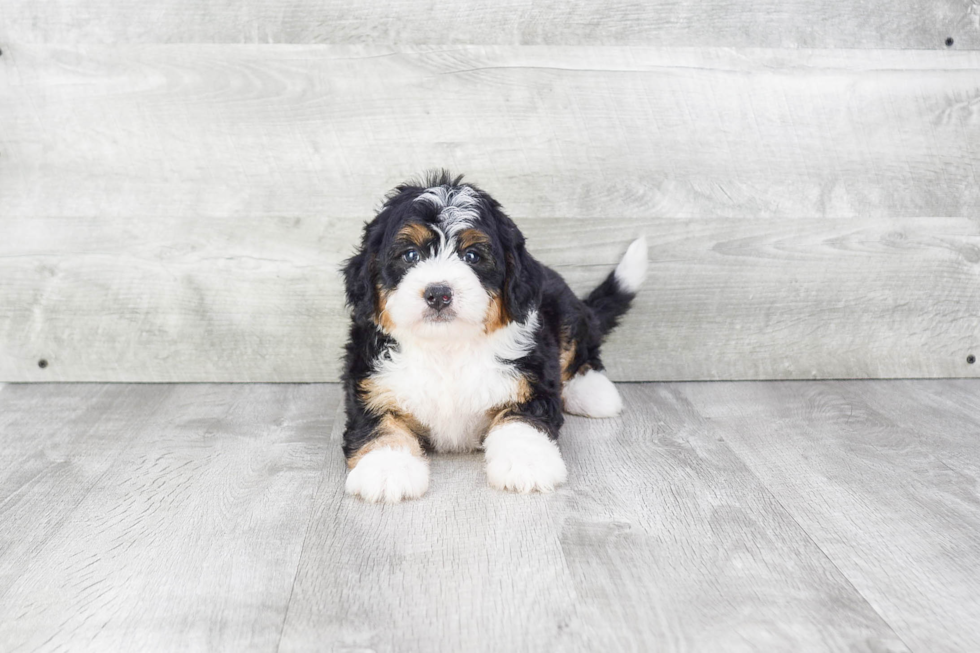 Funny Mini Bernedoodle Poodle Mix Pup