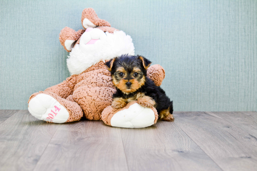 Meet Izzie - our Yorkshire Terrier Puppy Photo 