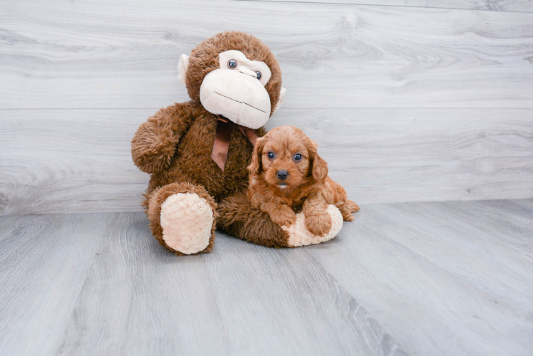 Smart Cavapoo Poodle Mix Pup