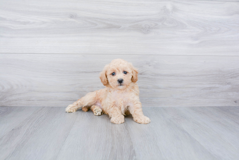 Poodle Puppy for Adoption
