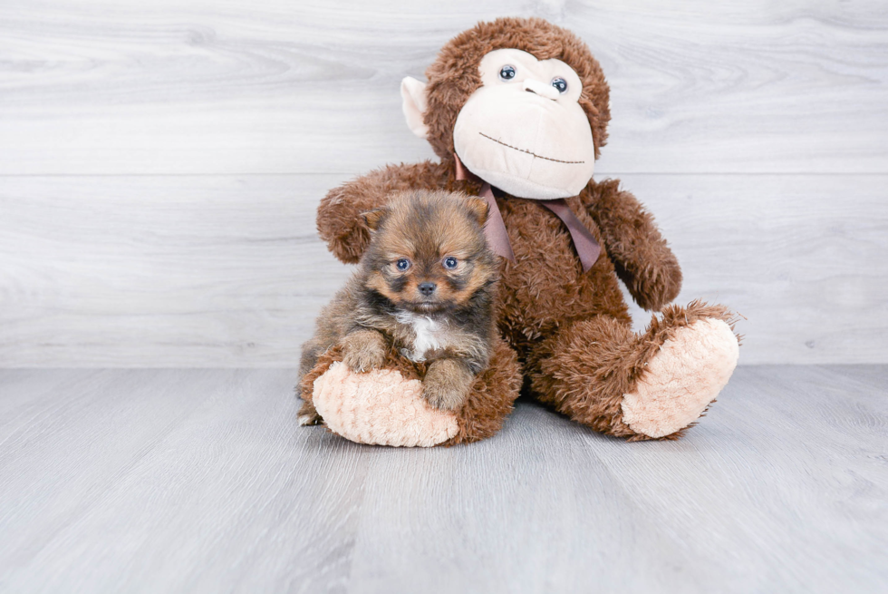 Playful Pomeranian Baby