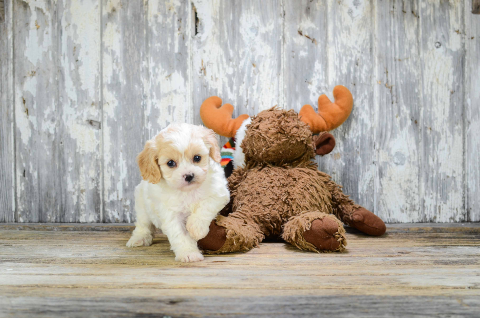 Hypoallergenic Cavalier Designer Puppy