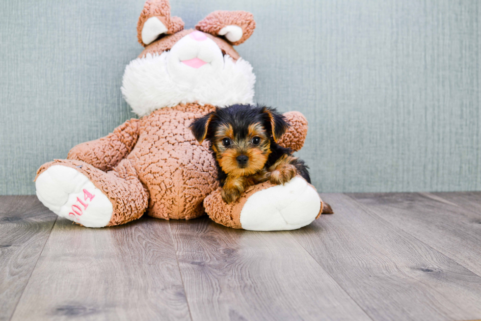 Meet Timmy - our Yorkshire Terrier Puppy Photo 