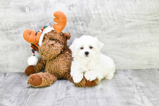 Playful Maltese Baby