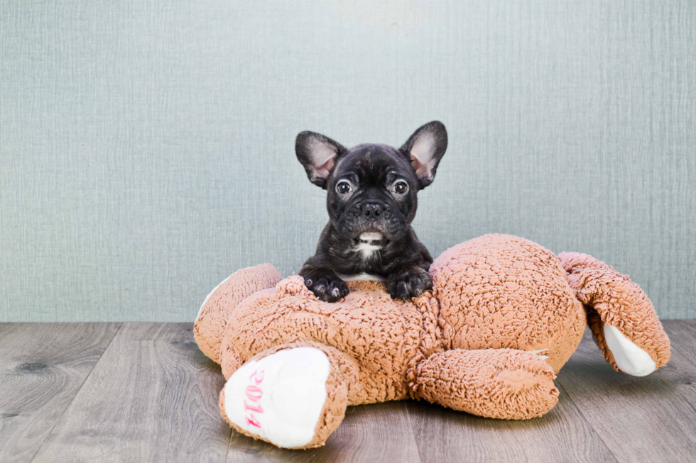 French Bulldog Puppy for Adoption
