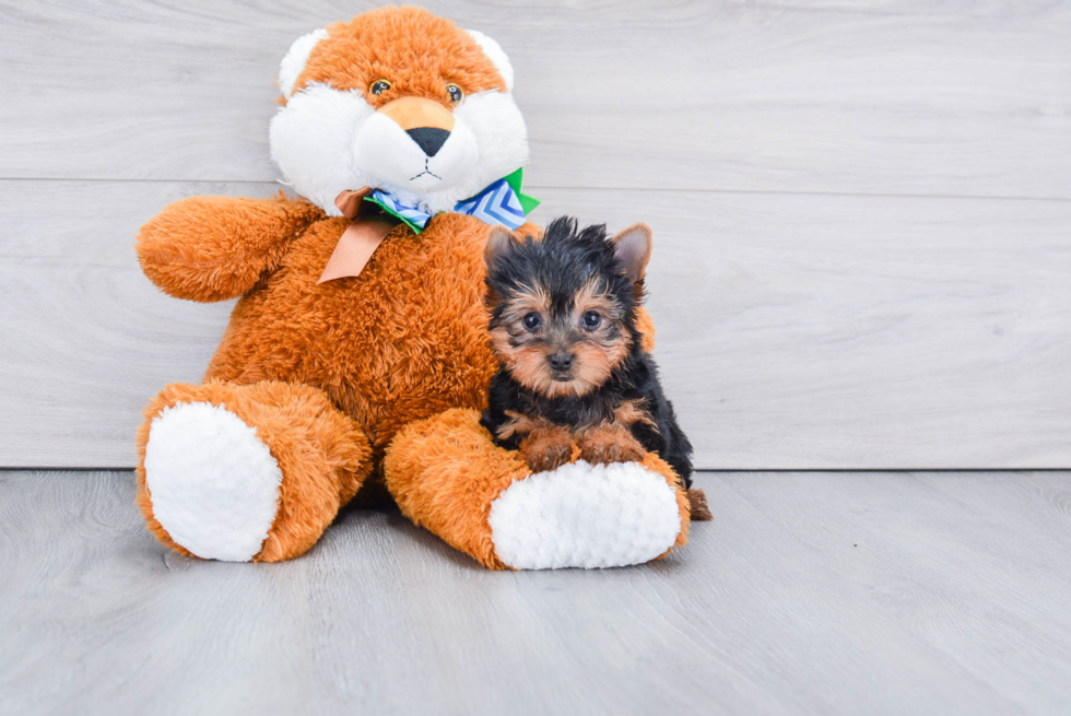 Meet Sebastian - our Yorkshire Terrier Puppy Photo 