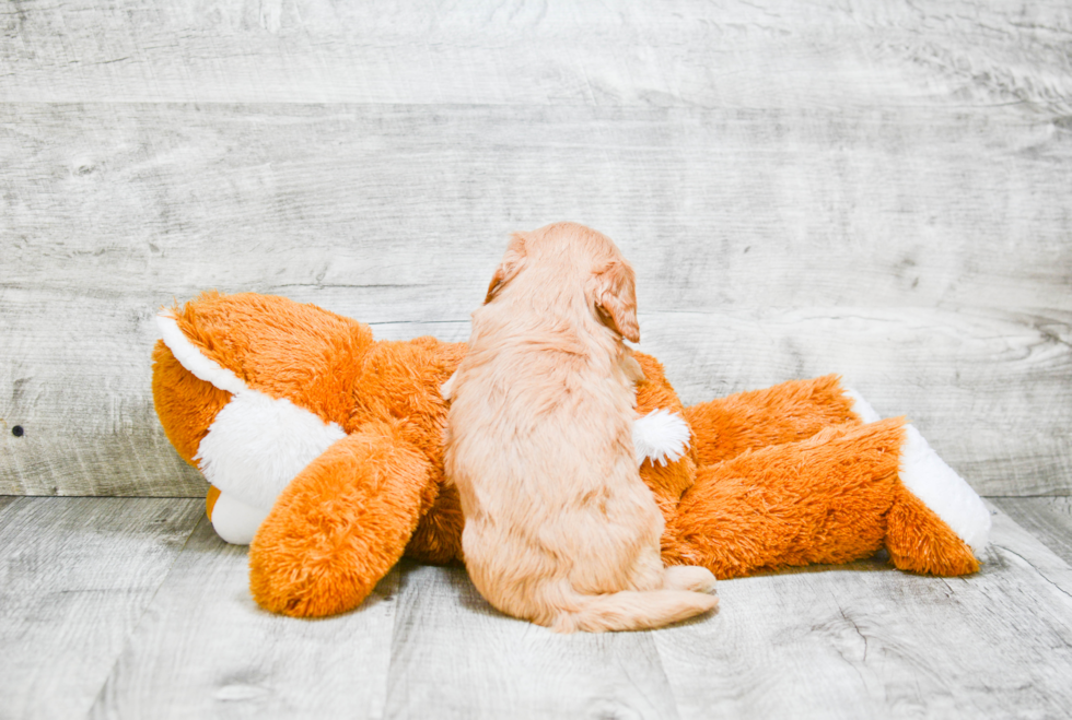 Fluffy Mini Goldendoodle Poodle Mix Pup