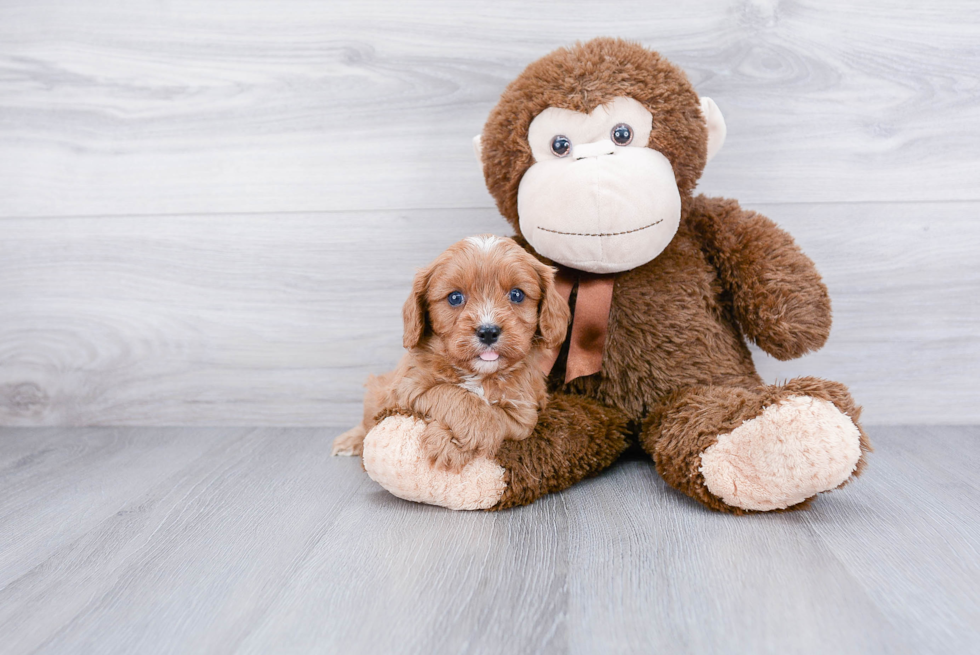 Cavapoo Puppy for Adoption