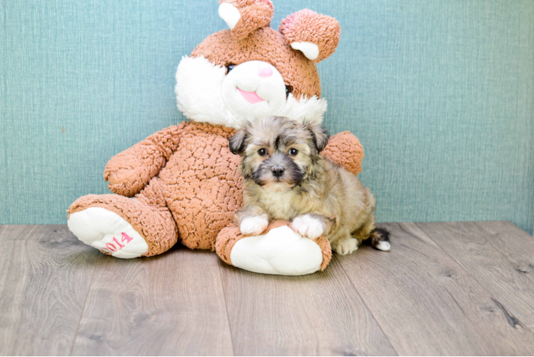 Smart Havanese Purebred Puppy