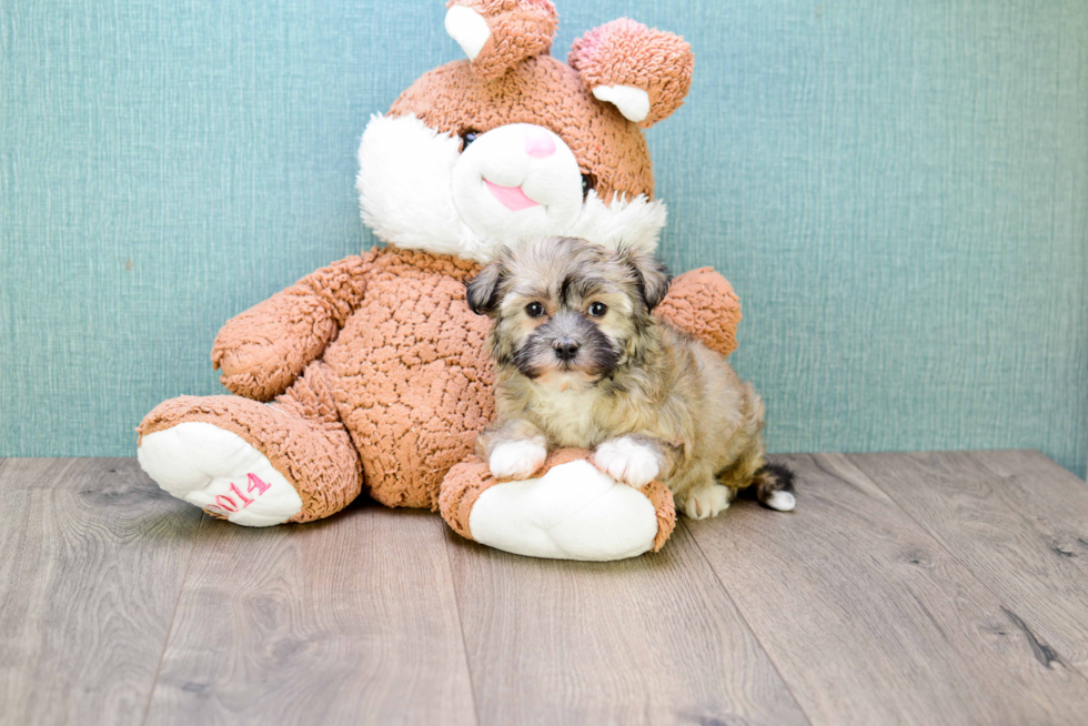 Smart Havanese Purebred Puppy