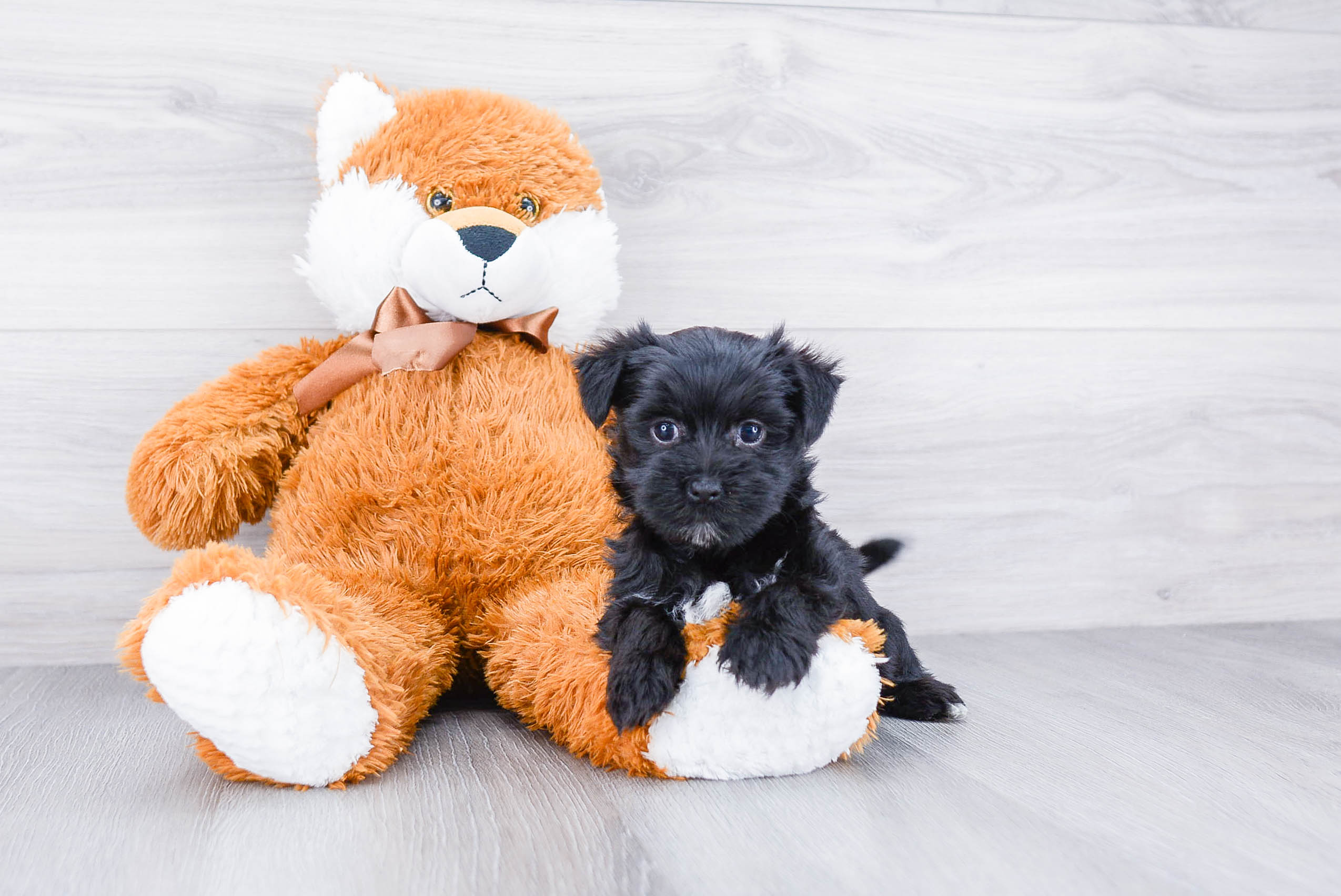 Best Morkie Baby