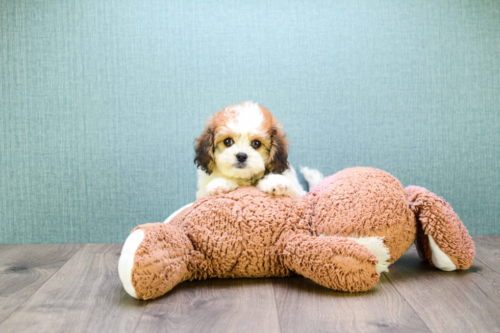 Funny Cavachon Designer Pup