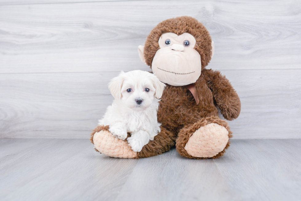 Maltipoo Pup Being Cute