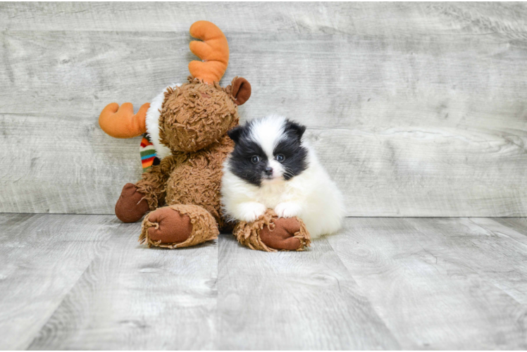 Smart Pomeranian Purebred Puppy