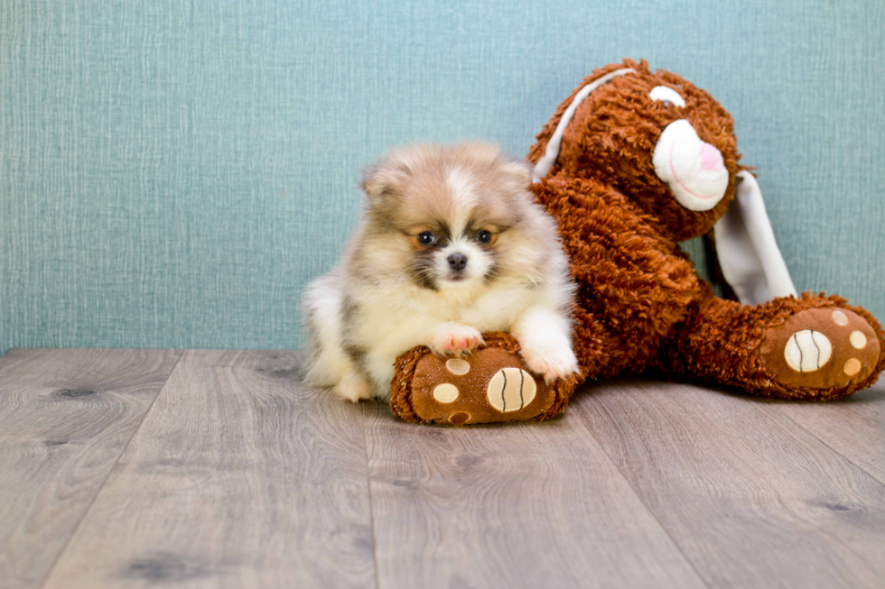 Pomeranian Puppy for Adoption