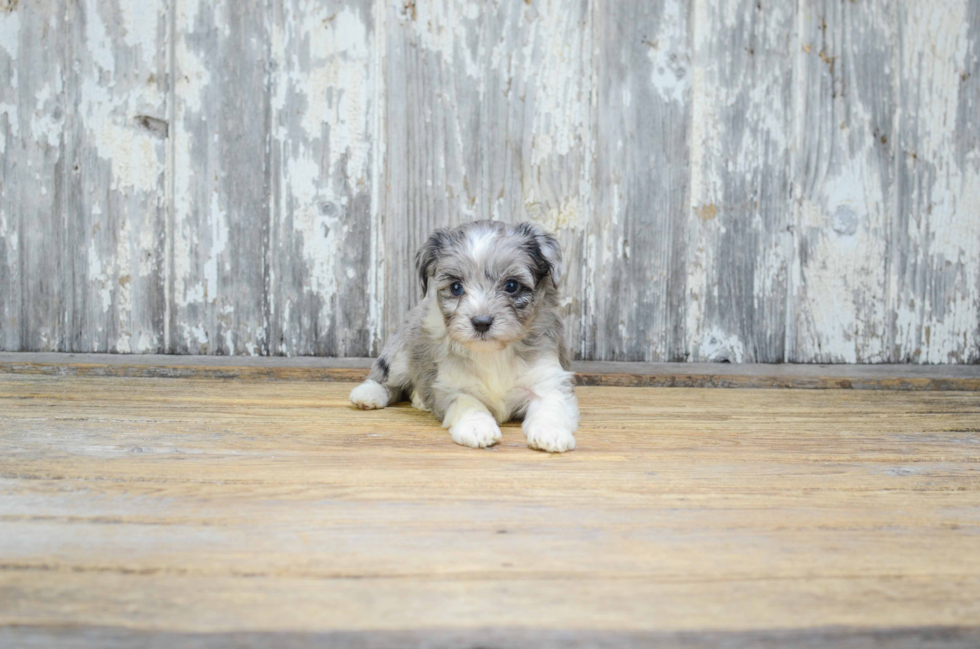 Friendly Mini Aussiedoodle Baby