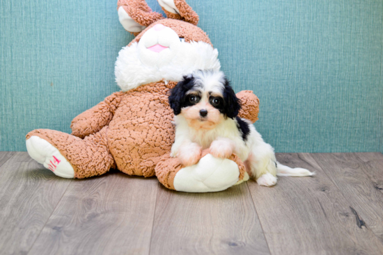 Cavachon Puppy for Adoption