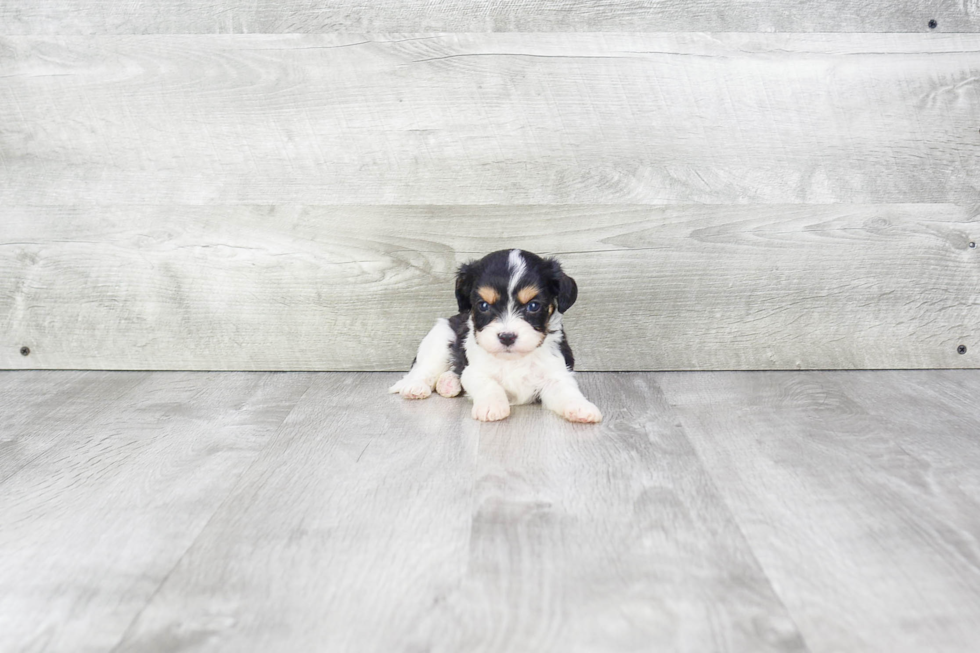 Cavachon Pup Being Cute