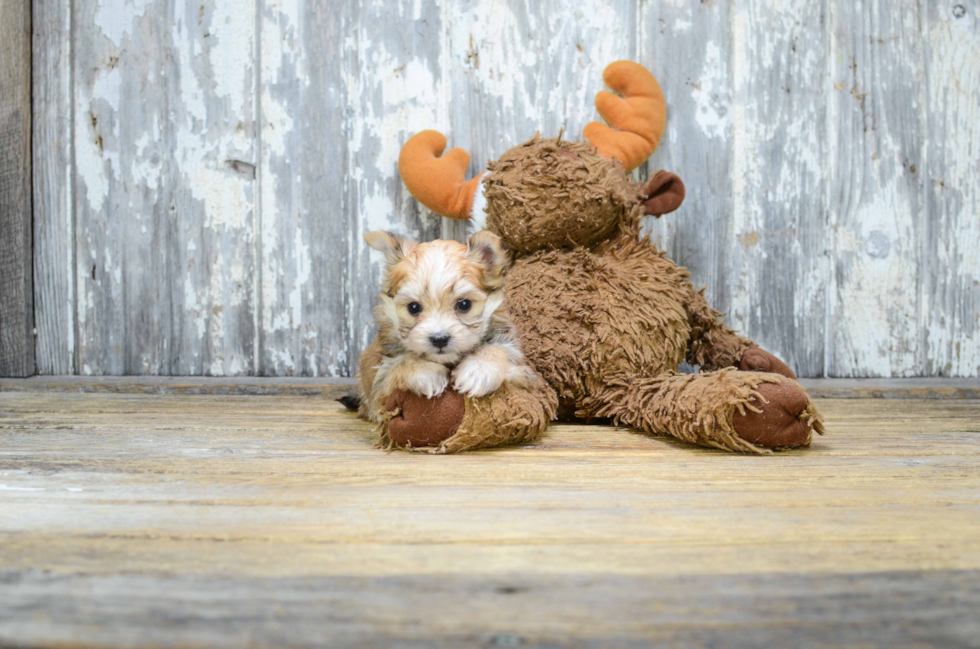 Energetic Yorkie Designer Puppy