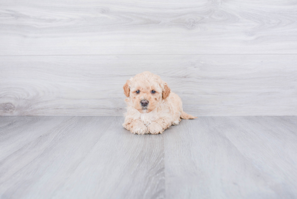 Mini Goldendoodle Puppy for Adoption