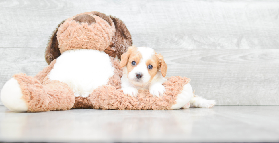 Best Cavapoo Baby