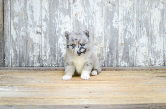 Little Mini Husky Designer Puppy