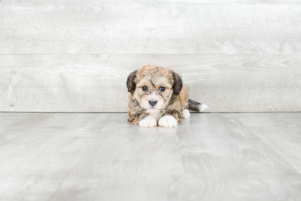 Small Havanese Baby