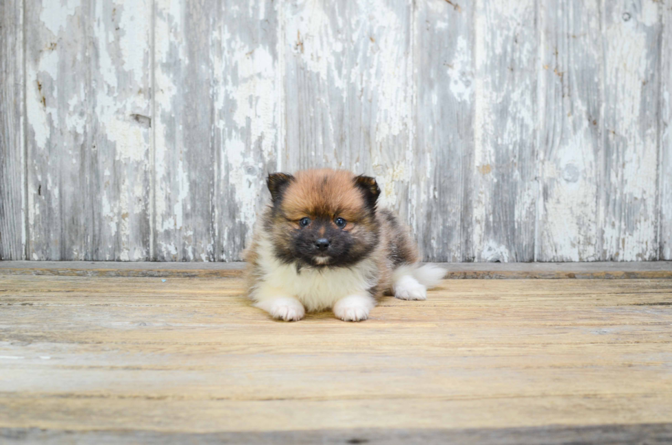 Akc Registered Pomeranian Purebred Pup