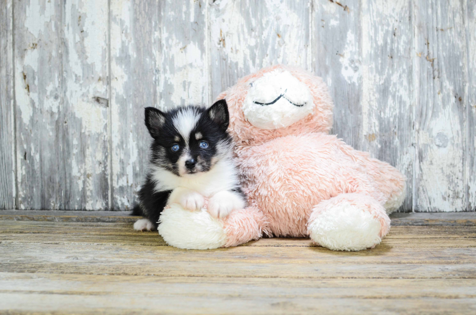 Pomsky Puppy for Adoption