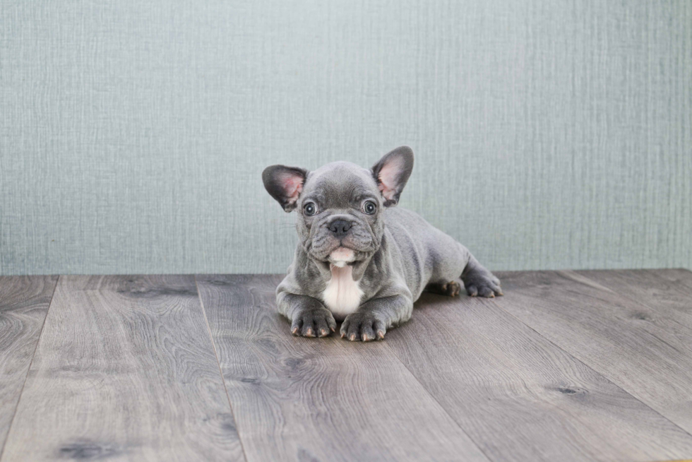 French Bulldog Puppy for Adoption