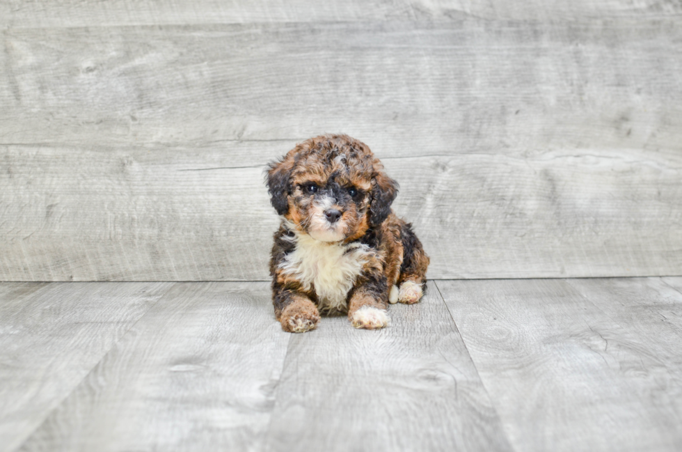 Sweet Mini Bernedoodle Baby