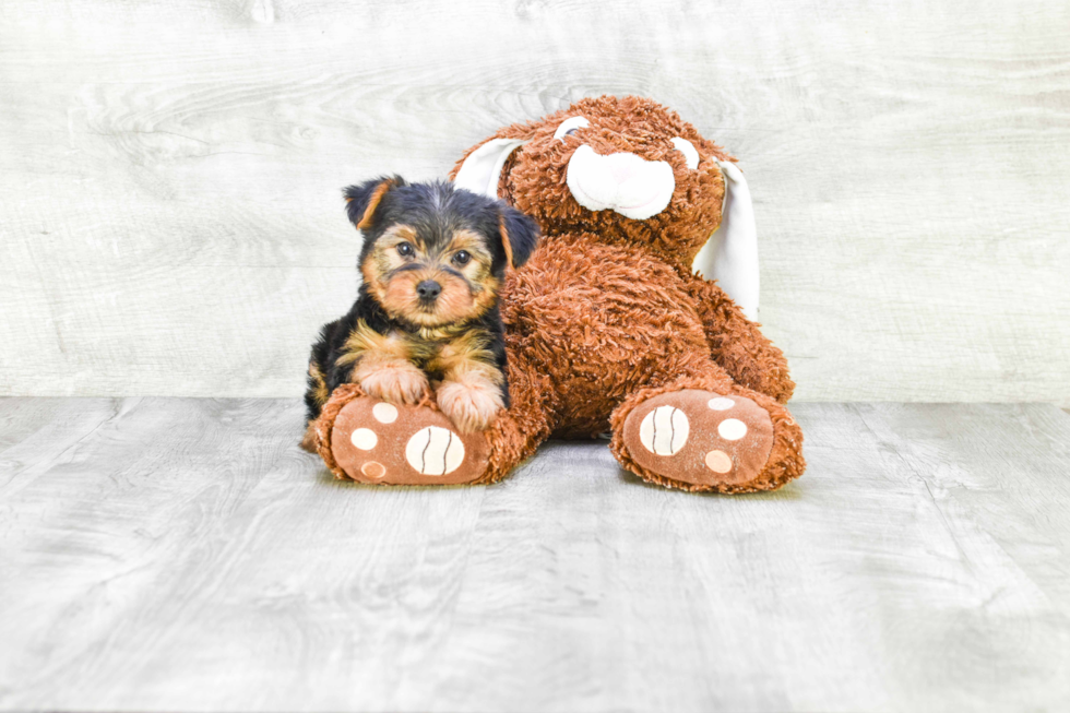 Meet Timmy - our Yorkshire Terrier Puppy Photo 