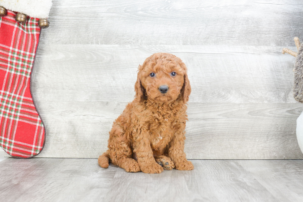 Small Mini Goldendoodle Baby