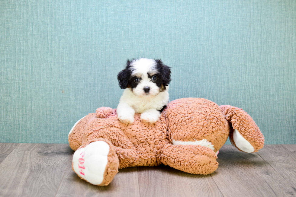 Funny Cavachon Designer Pup