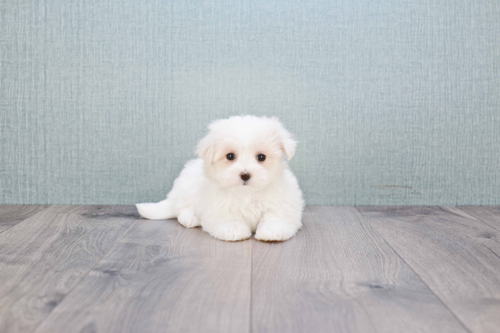 Maltese Pup Being Cute