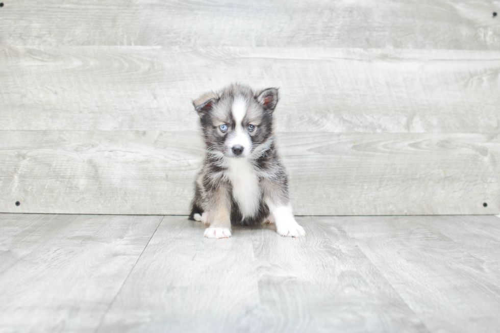 Pomsky Pup Being Cute