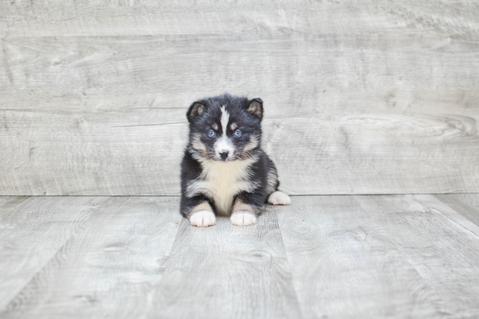 Pomsky Puppy for Adoption