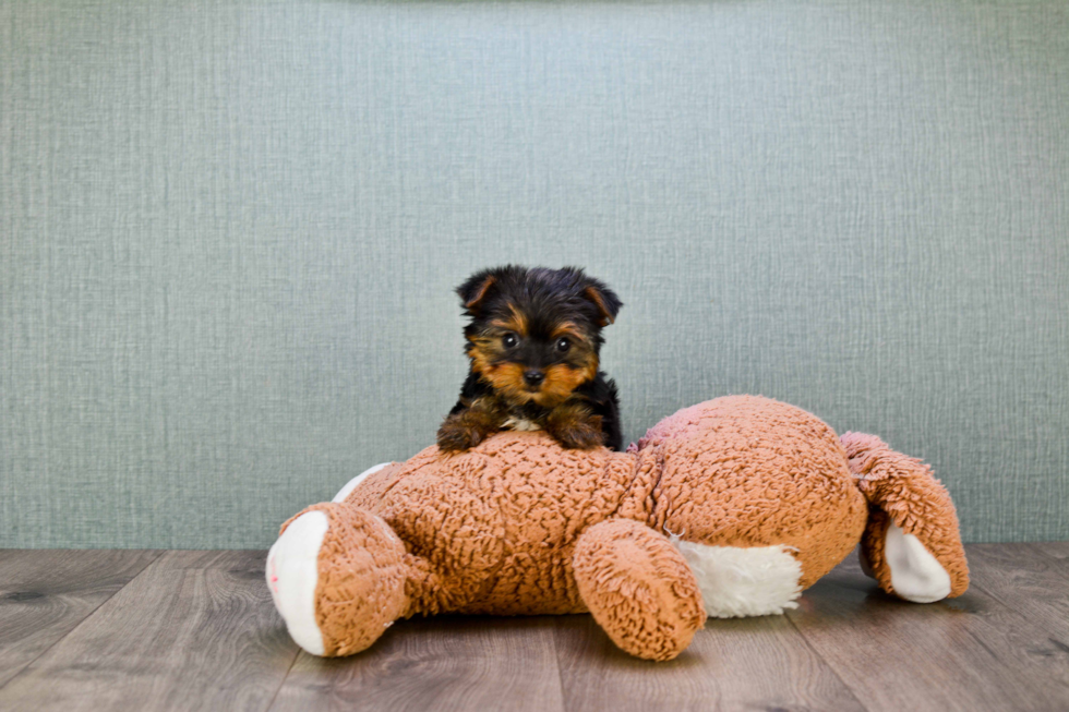 Meet Goldie - our Yorkshire Terrier Puppy Photo 