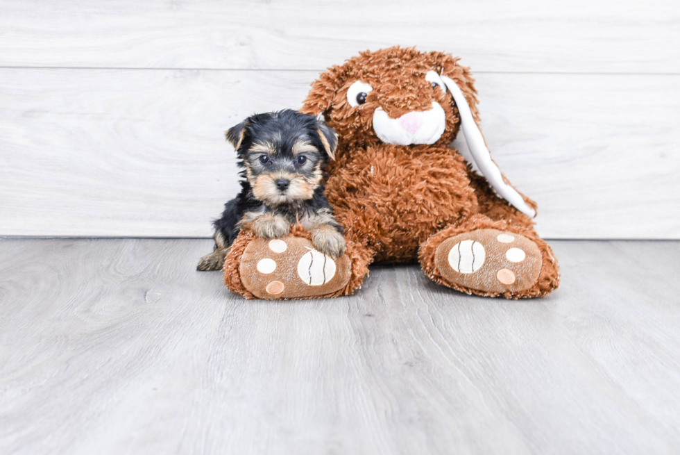 Meet Goldie - our Yorkshire Terrier Puppy Photo 