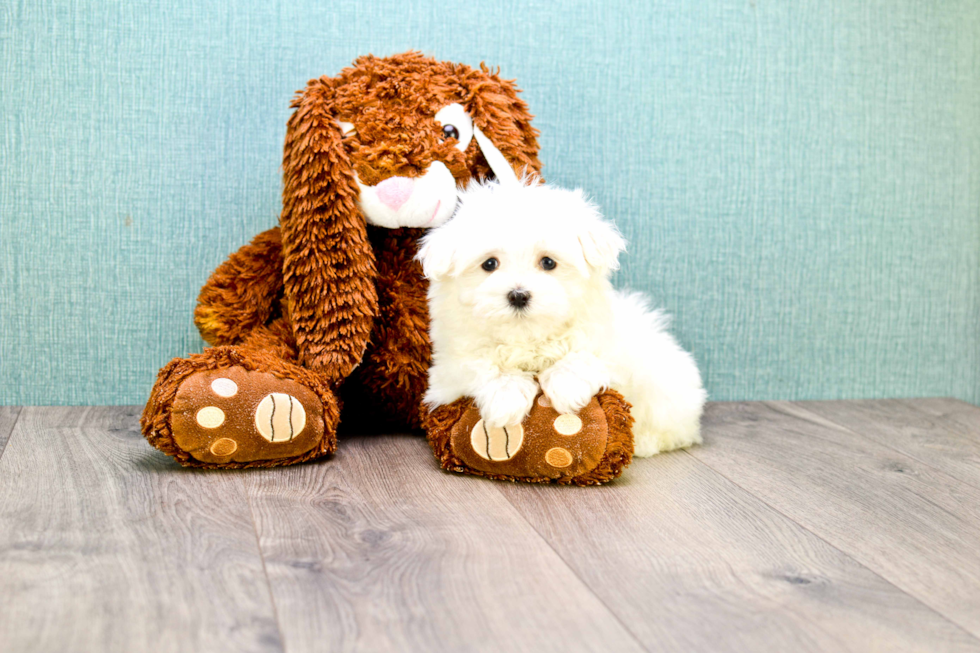 Maltese Puppy for Adoption